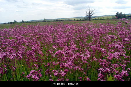 Virágmező a Karancs-völgyében.-stock-foto