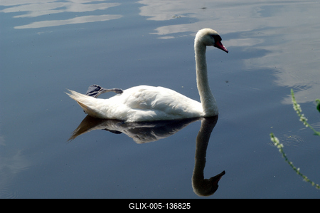 Hattyú a Kis-Balatonon-stock-foto