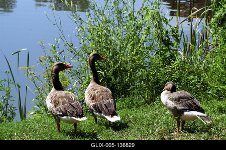 Vadludak a Kis-Balatonon-stock-foto
