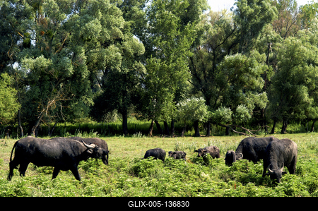 Kápolnapusztai bivalyrezervátum-stock-foto