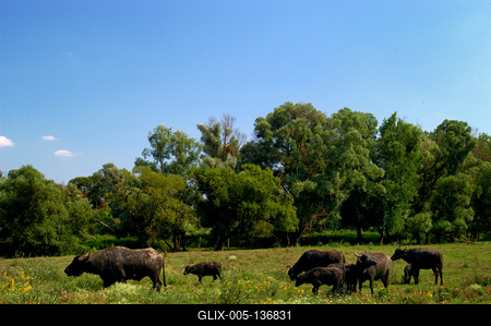 Kápolnapusztai bivalyrezervátum-stock-foto
