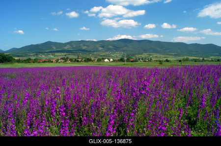 Virágmező a Mátra alján-stock-foto