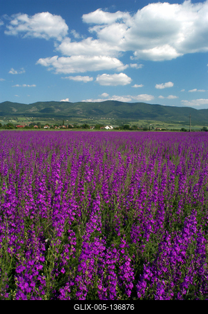 Virágmező a Mátra alján-stock-foto