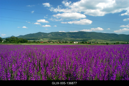 Virágmező a Mátra alján-stock-foto