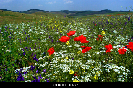 Vadvirág mező az Északi-középhegységben-stock-foto