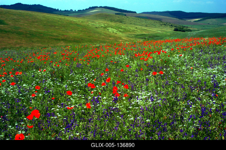 Vadvirág mező az Északi-középhegységben-stock-foto