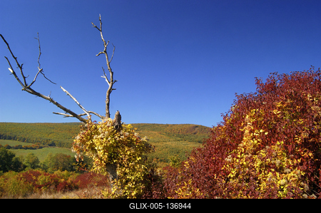 Őszi táj a Börzsöny hegységben-stock-foto