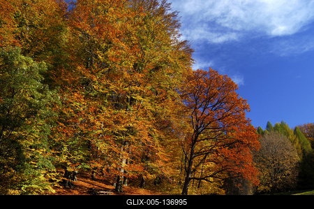 Őszi erdei táj-stock-foto