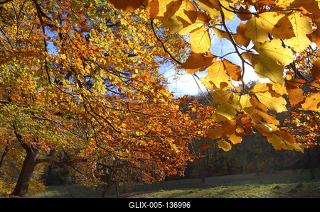 Őszi erdei táj-stock-foto