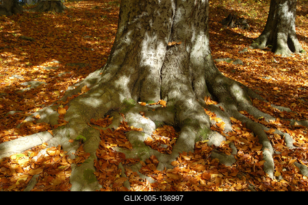 Őszi erdei táj-stock-foto