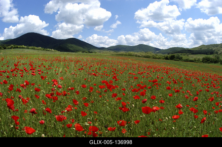 Virágzó pipacsmező-stock-foto
