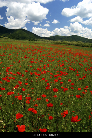 Virágzó pipacsmező-stock-foto