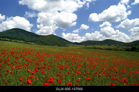 Virágzó pipacsmező-stock-foto