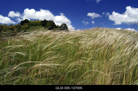 Virágzó árvalányhaj mező-stock-foto