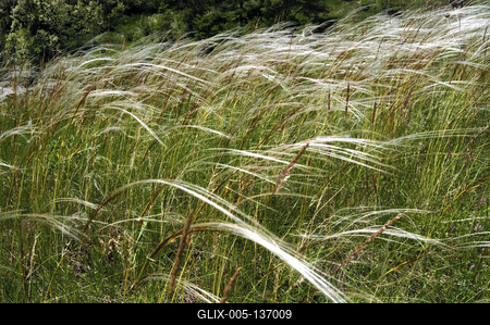 Virágzó árvalányhaj mező-stock-foto