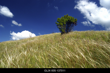 Virágzó árvalányhaj mező-stock-foto