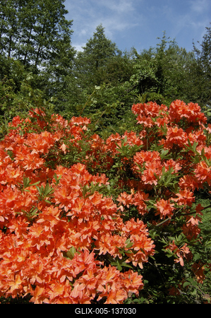 Szombathely, Kámoni Arborétum-stock-foto