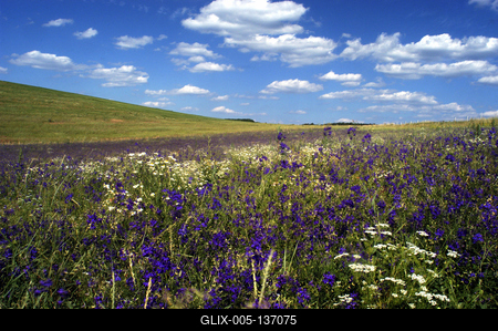 Vadvirág mező az Északi-középhegységben-stock-foto