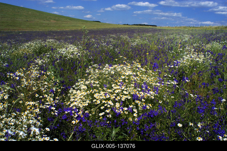 Vadvirág mező az Északi-középhegységben-stock-foto