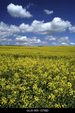 Virágzó repcemező a Cserhátban-stock-foto
