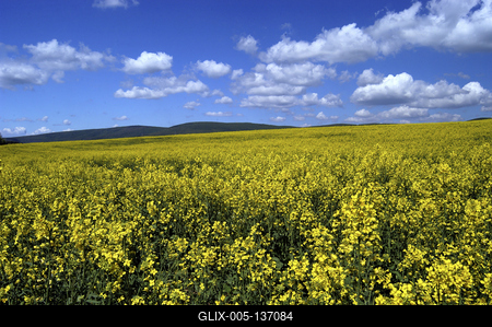 Virágzó repcemező a Cserhátban-stock-foto