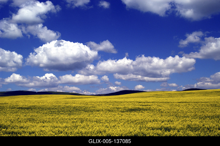 Virágzó repcemező a Cserhátban-stock-foto