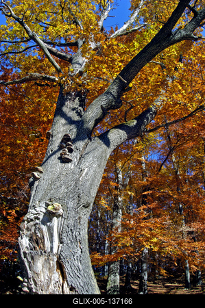 Őszi erdei táj-stock-foto