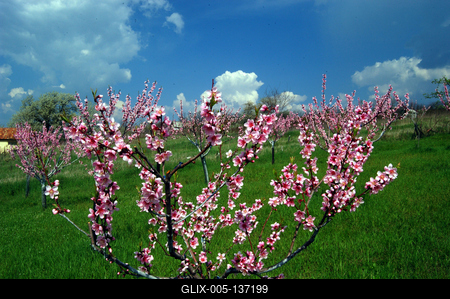 Virágzó barackfa-stock-foto