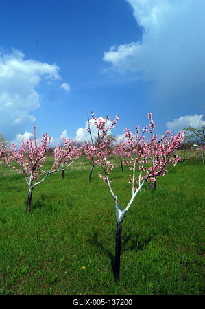 Virágzó barackfák-stock-foto