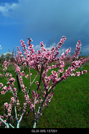 Virágzó barackfa-stock-foto