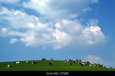 Legelő tehéncsorda-stock-foto