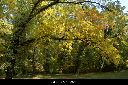 Vácrátót, Nemzeti Botanikus Kert (arborétum)-stock-foto