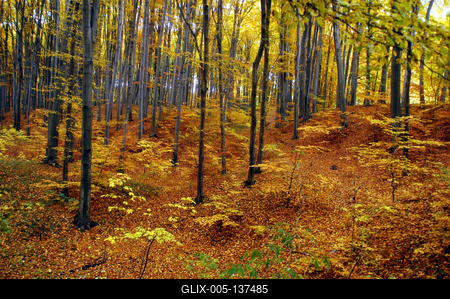 Őszi, erdei táj-stock-foto