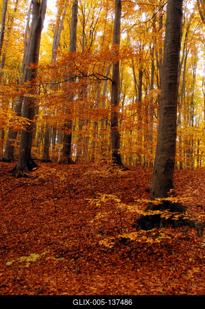 Őszi, erdei táj-stock-foto