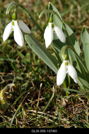Hóvirág (Galanthus)-stock-foto