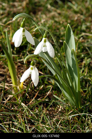 Hóvirág (Galanthus)-stock-foto