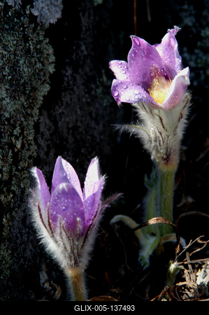 Leánykökörcsin-stock-foto