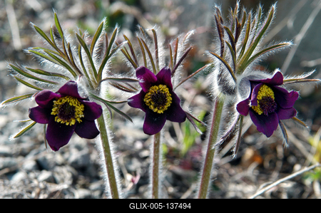 Fekete kökörcsin-stock-foto