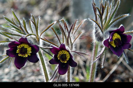 Fekete kökörcsin-stock-foto