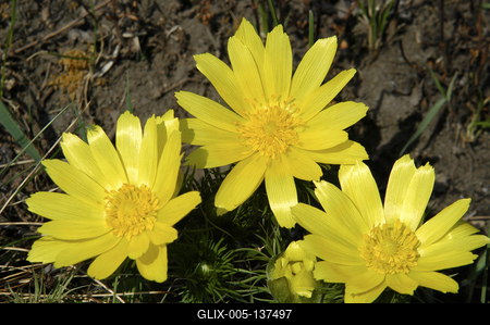 Tavaszi hérics (Adonis vernalis)-stock-foto