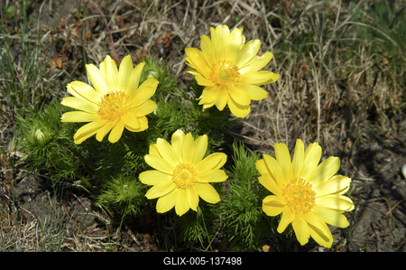 Tavaszi hérics (Adonis vernalis)-stock-foto