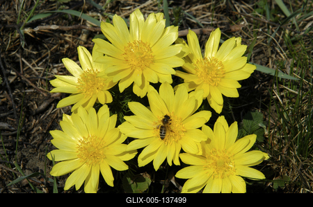 Tavaszi hérics (Adonis vernalis)-stock-foto