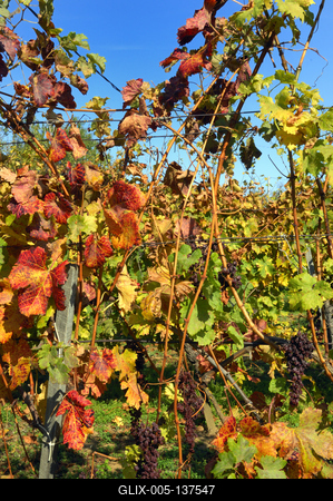 Őszi szőlőtőkék a balatonlellei Kishegyen-stock-foto