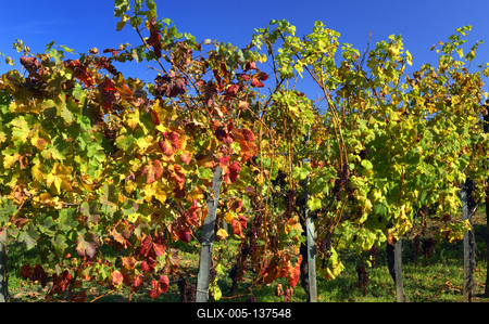 Őszi szőlőtőkék a balatonlellei Kishegyen-stock-foto