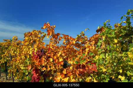 Őszi szőlőtőkék a balatonlellei Kishegyen-stock-foto