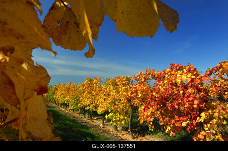 Őszi szőlőtőkék a balatonlellei Kishegyen-stock-foto