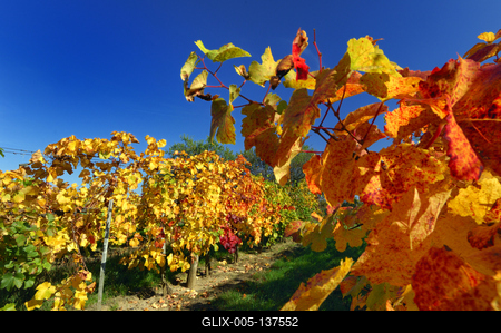 Őszi szőlőtőkék a balatonlellei Kishegyen-stock-foto