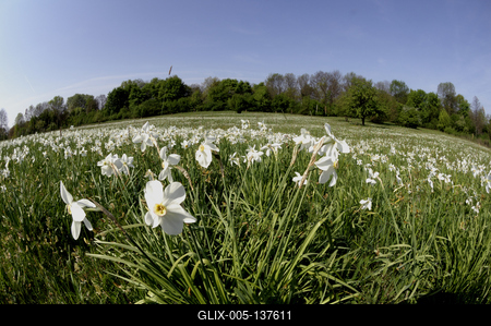 Basakert, Babócsa-stock-foto