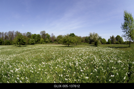 Basakert, Babócsa-stock-foto