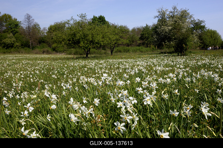 Basakert, Babócsa-stock-foto